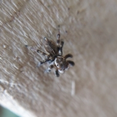 Maratus griseus at Ngunnawal, ACT - 22 Apr 2019