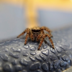 Servaea sp. (genus) at Ngunnawal, ACT - 21 Apr 2019