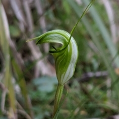 Diplodium alveatum (Coastal Greenhood) at Wyanbene, NSW - 22 Apr 2019 by MattM