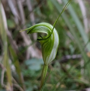 Diplodium alveatum (ACT) = Pterostylis alveata (NSW) at Wyanbene, NSW - suppressed