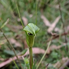 Diplodium alveatum at Wyanbene, NSW - 22 Apr 2019