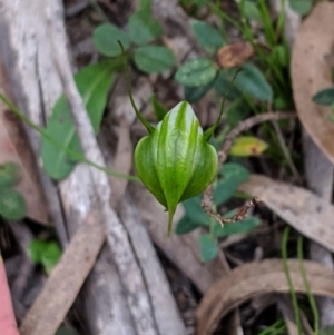 Diplodium alveatum (ACT) = Pterostylis alveata (NSW) at Wyanbene, NSW - suppressed