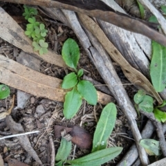 Diplodium alveatum (ACT) = Pterostylis alveata (NSW) at Wyanbene, NSW - suppressed