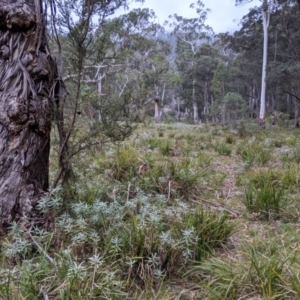 Diplodium alveatum (ACT) = Pterostylis alveata (NSW) at Wyanbene, NSW - suppressed