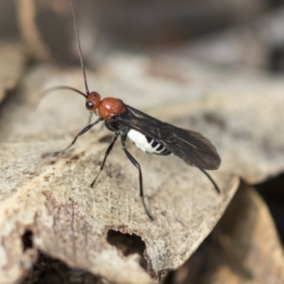 Braconidae (family) (Unidentified braconid wasp) at Hackett, ACT - 14 Apr 2019 by AlisonMilton