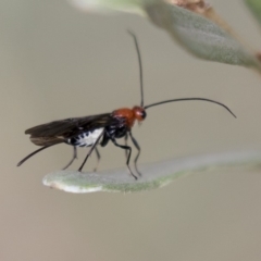 Braconidae (family) at Hackett, ACT - 14 Apr 2019