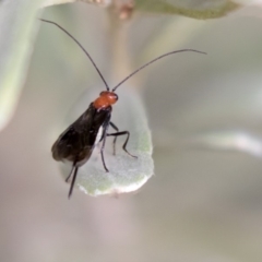 Braconidae (family) at Hackett, ACT - 14 Apr 2019