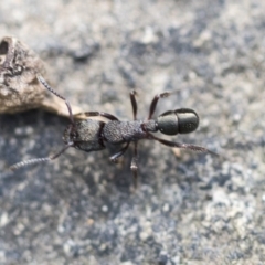 Rhytidoponera metallica (Greenhead ant) at Hackett, ACT - 14 Apr 2019 by AlisonMilton