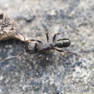 Rhytidoponera metallica at Hackett, ACT - 14 Apr 2019 02:15 PM