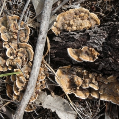 Trametes versicolor (Turkey Tail) at Theodore, ACT - 23 Apr 2019 by Owen