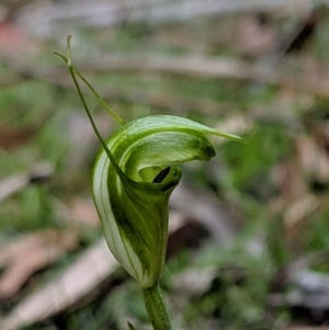 Diplodium alveatum (ACT) = Pterostylis alveata (NSW) at Wyanbene, NSW - suppressed