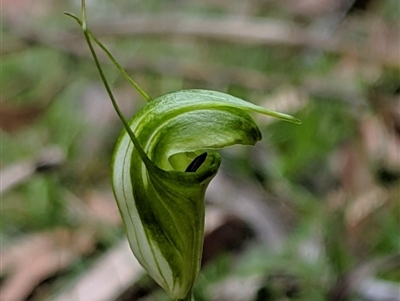 Diplodium alveatum (ACT) = Pterostylis alveata (NSW) (Coastal Greenhood) at Wyanbene, NSW - 22 Apr 2019 by MattM