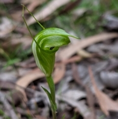 Diplodium alveatum (ACT) = Pterostylis alveata (NSW) at Wyanbene, NSW - 22 Apr 2019