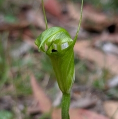 Diplodium alveatum (ACT) = Pterostylis alveata (NSW) at Wyanbene, NSW - suppressed