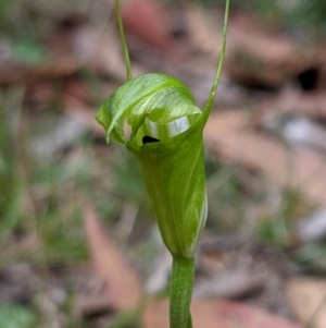 Diplodium alveatum (ACT) = Pterostylis alveata (NSW) at Wyanbene, NSW - suppressed