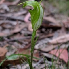 Diplodium alveatum at Wyanbene, NSW - 22 Apr 2019