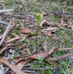 Diplodium alveatum (ACT) = Pterostylis alveata (NSW) at Wyanbene, NSW - suppressed