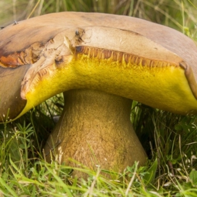 Phlebopus marginatus (Giant Bolete) at Chakola, NSW - 7 Nov 2015 by AlisonMilton