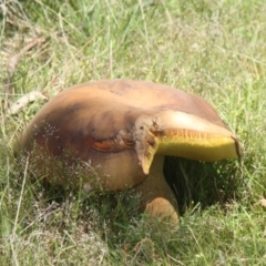 Phlebopus marginatus at Chakola, NSW - 7 Nov 2015