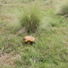 Phlebopus marginatus at Chakola, NSW - 7 Nov 2015