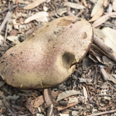 zz bolete at Hackett, ACT - 14 Apr 2019 by Alison Milton