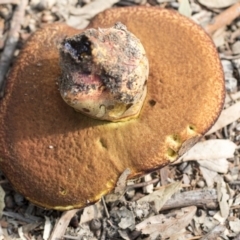 zz bolete at Hackett, ACT - 14 Apr 2019 02:21 PM