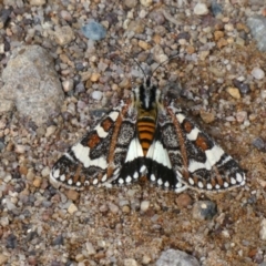 Apina callisto (Pasture Day Moth) at Tuggeranong Hill - 23 Apr 2019 by Owen