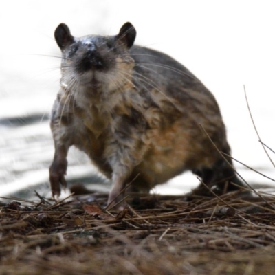 Hydromys chrysogaster (Rakali or Water Rat) at Lake Ginninderra - 22 Apr 2019 by Thurstan