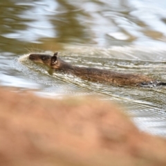 Hydromys chrysogaster at Belconnen, ACT - 23 Apr 2019