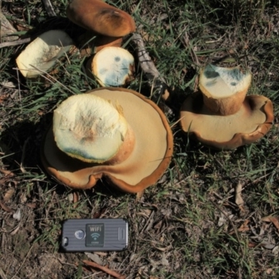 Phlebopus marginatus (Giant Bolete) at Paddys River, ACT - 23 Apr 2019 by davobj