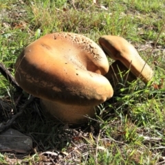 Phlebopus marginatus at Paddys River, ACT - 23 Apr 2019