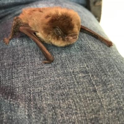 Chalinolobus morio (Chocolate Wattled Bat) at Wallaroo, NSW - 29 Mar 2019 by Caroline.Hennessy