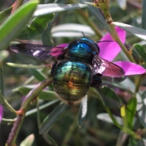 Xylocopa (Lestis) aerata at Acton, ACT - 23 Apr 2019