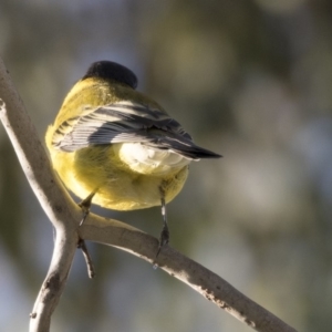 Pachycephala pectoralis at Higgins, ACT - 11 Apr 2019