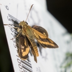 Ocybadistes walkeri (Green Grass-dart) at Higgins, ACT - 11 Apr 2019 by AlisonMilton