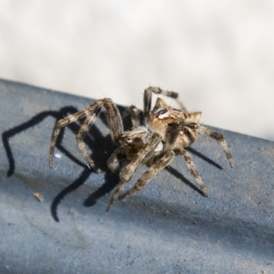 Socca pustulosa (Knobbled Orbweaver) at Higgins, ACT - 11 Apr 2019 by AlisonMilton