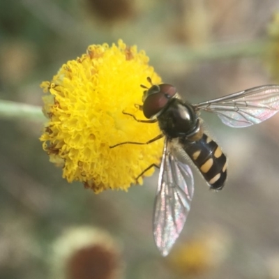 Melangyna viridiceps (Hover fly) at Hackett, ACT - 23 Apr 2019 by PeterA