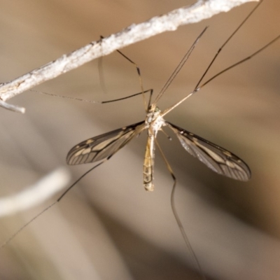 Ptilogyna sp. (genus) (A crane fly) at Dunlop, ACT - 10 Apr 2019 by AlisonMilton