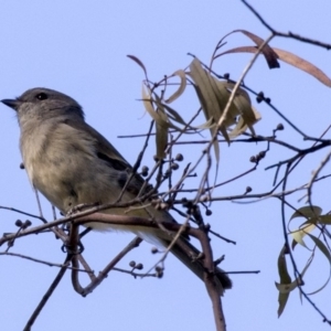 Pachycephala pectoralis at Hawker, ACT - 10 Apr 2019