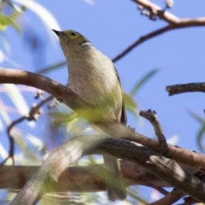 Ptilotula penicillata at Holt, ACT - 10 Apr 2019