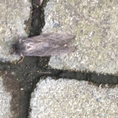 Abantiades atripalpis (Bardee grub/moth, Rain Moth) at Jerrabomberra, NSW - 23 Apr 2019 by Hornet450