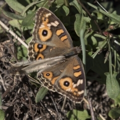 Junonia villida at Hawker, ACT - 10 Apr 2019