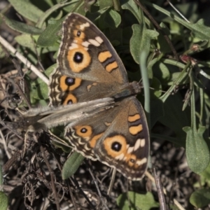 Junonia villida at Hawker, ACT - 10 Apr 2019