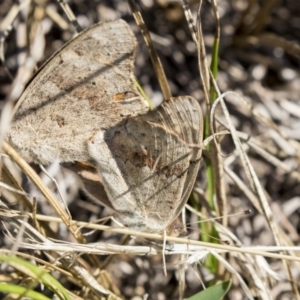 Junonia villida at Hawker, ACT - 10 Apr 2019 02:03 PM