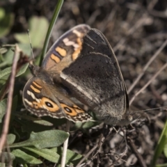 Junonia villida at Hawker, ACT - 10 Apr 2019 02:03 PM