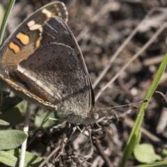 Junonia villida at Hawker, ACT - 10 Apr 2019 02:03 PM