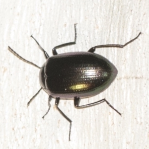 Chalcopteroides columbinus at Hackett, ACT - 8 Apr 2019