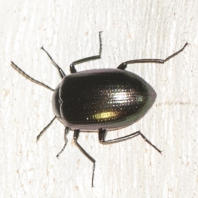 Chalcopteroides columbinus (Rainbow darkling beetle) at Hackett, ACT - 8 Apr 2019 by AlisonMilton