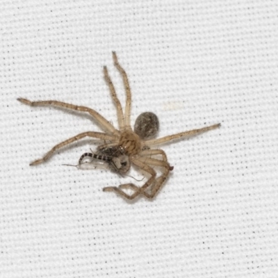 Sparassidae (family) (A Huntsman Spider) at Hackett, ACT - 8 Apr 2019 by AlisonMilton
