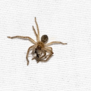 Sparassidae (family) at Hackett, ACT - 8 Apr 2019 08:13 PM